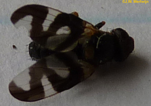 blik op de rug van een Distelgalboorvlieg
